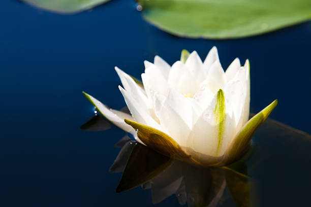 eveil nénuphar dans un étang - zen like single flower lotus water lily photos et images de collection