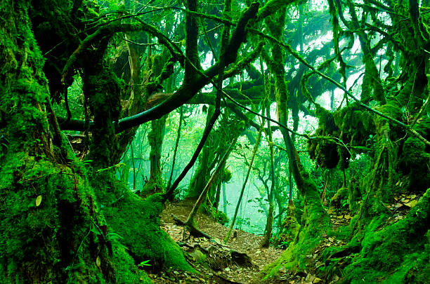 mossy forest - liaan stockfoto's en -beelden