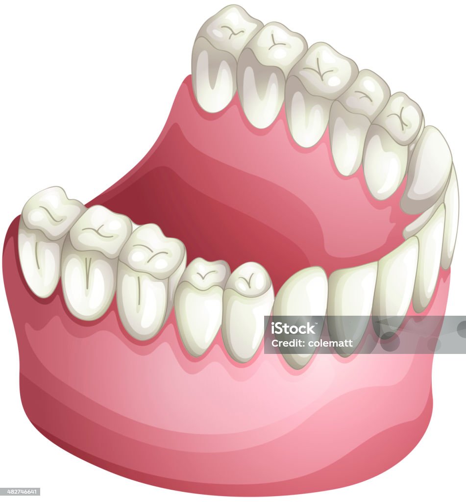 De dentaduras - arte vectorial de Anatomía libre de derechos