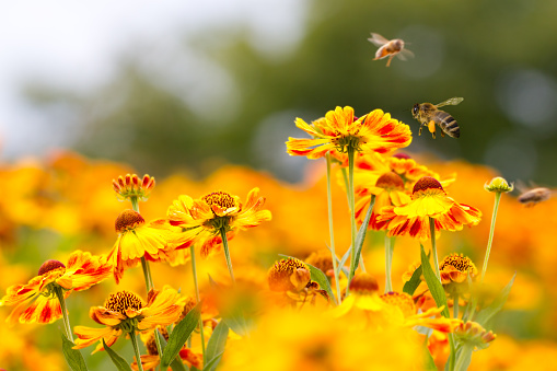 Yellow wild flowers with bright blue sky background