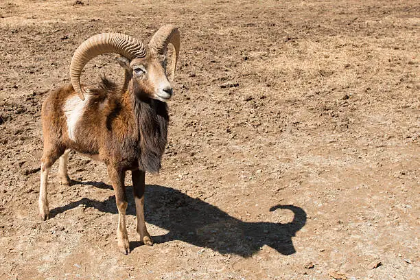 Close up of a mouflon sheep standing on dirt with copy space and a shadow