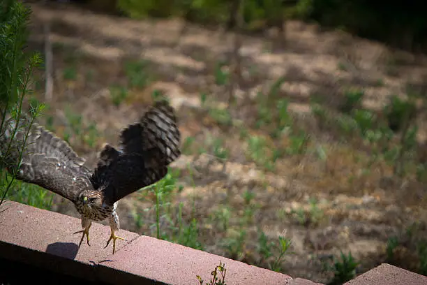 A Cooper's Hawk taking flight, head on.