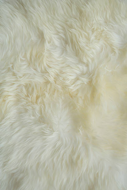 istock Cream-coloured fur carpet background 482748251