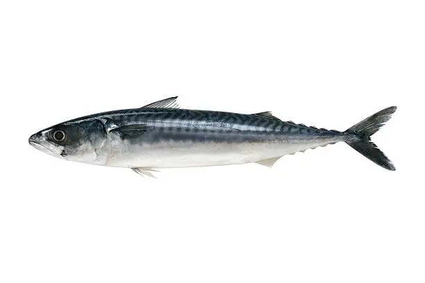 Photo of Mackerel