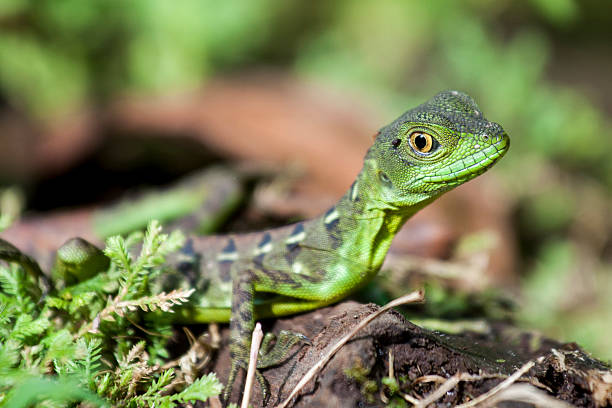 Green Gecko stock photo