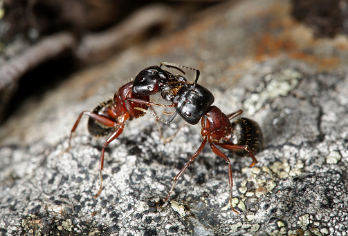 Ants communicating through chemical means.