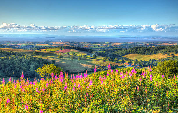 istock Pink flowers and Hinkley Point Power station from Quantock Hills 482752074