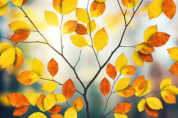 istock Colorful Autumn Foliage 482753132