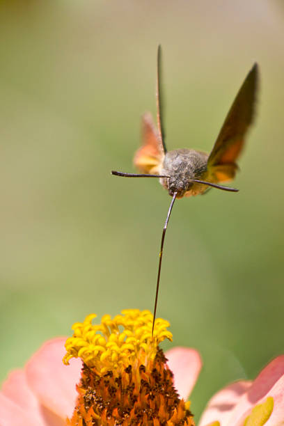 istock Hummingbird hawkmoth feeding in flight from flower 482753276