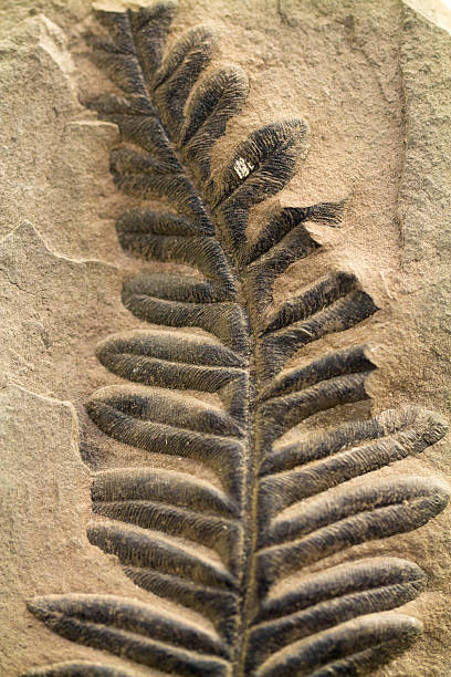 fossilised カンゾウ葉に組み込まれたライムストーン - fossil leaves ストッ��クフォトと画像