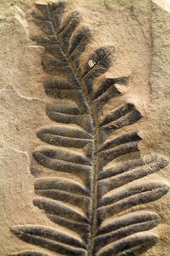 Fossilised Fern Leaf embedded in limestone