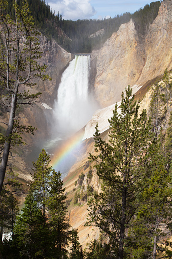 Yellowstone Falls and a rainbow on a sunny spring day.  Yellowstone National Park, Wyoming, USA