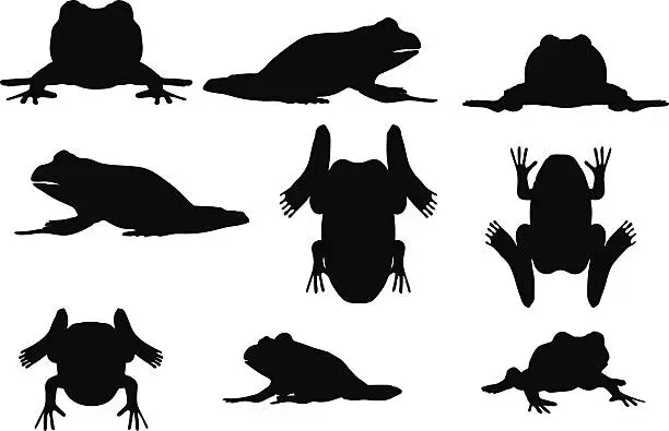 Vector illustration of frog silhouette