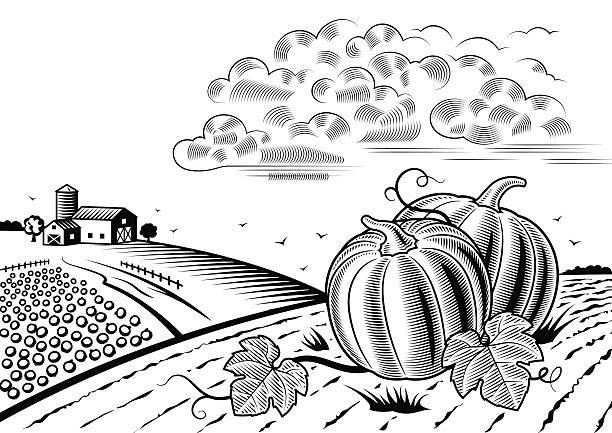 ilustrações, clipart, desenhos animados e ícones de abóbora harvest paisagem preto e branco - farm vegetable black landscape