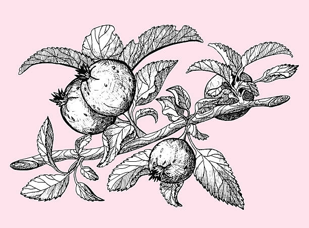 illustrations, cliparts, dessins animés et icônes de jeunes pommes sur branche de crabe - apple apple tree branch fruit