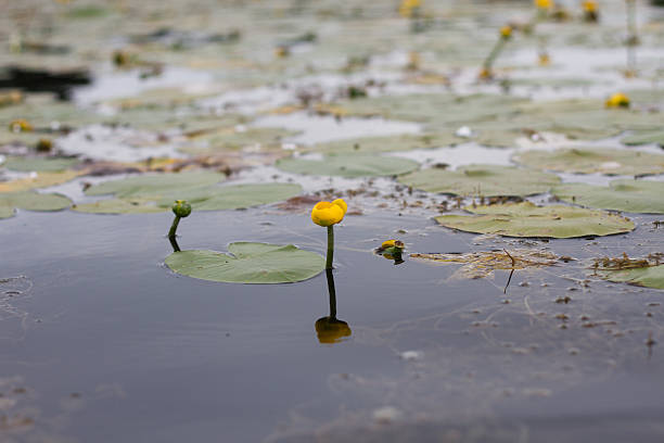 istock Potbelly yellow water flower 482756496