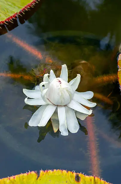 white victoria water lily on top view