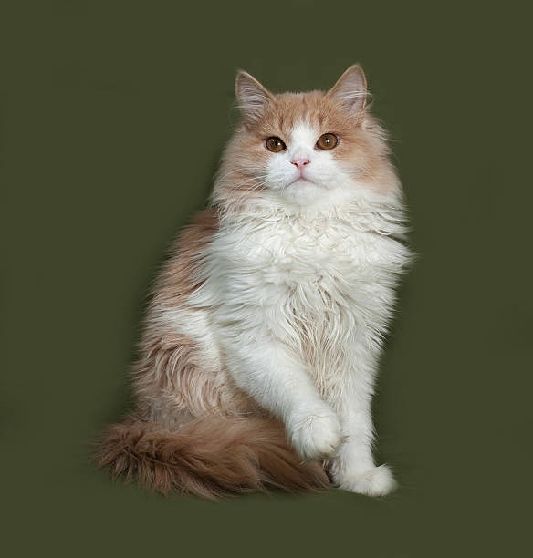 istock Fluffy red and white kitten sitting on green 482759246