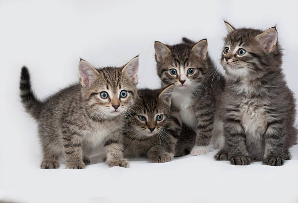 istock Four striped and white kitten sitting on gray 482759322