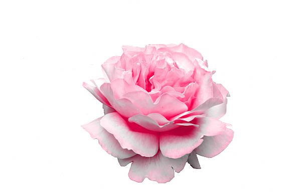 istock Pink rosa on white background 482759386