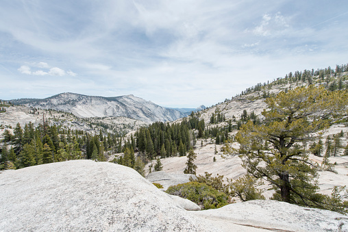 Landscape in Yosemite National Park, California, USA. Half Dome in the back of the picture is a granite dome at the eastern end of Yosemite Valley. It is Yosemite's most familiar rock formation. The granite crest rises more than 1444 meter above the valley floor.