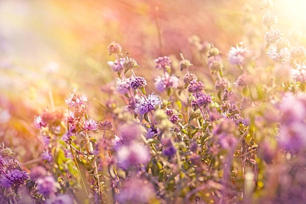 istock Purple meadow flowers lit by sunlight 482760418