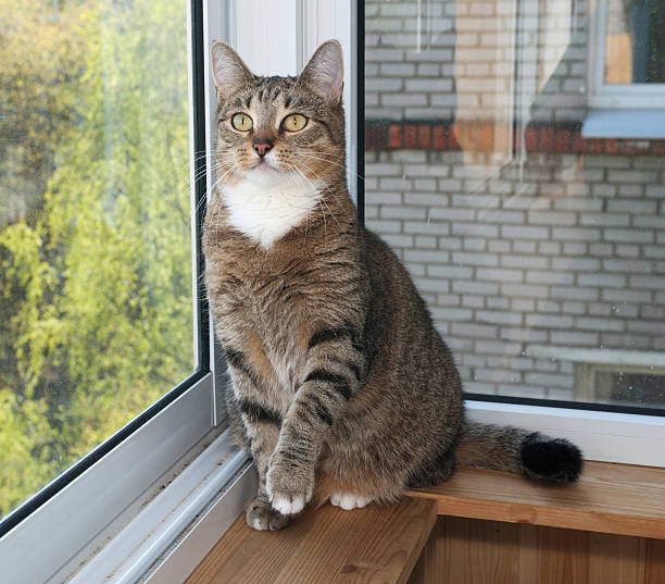 istock Striped and white cat sitting on balcony 482760422