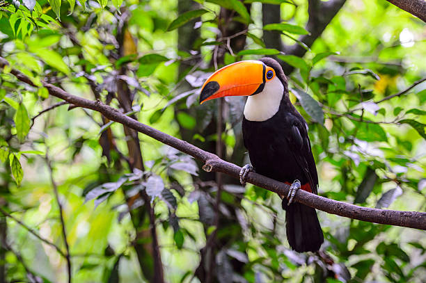 istock Toucan, National park Iguazu, Brazil 482761203