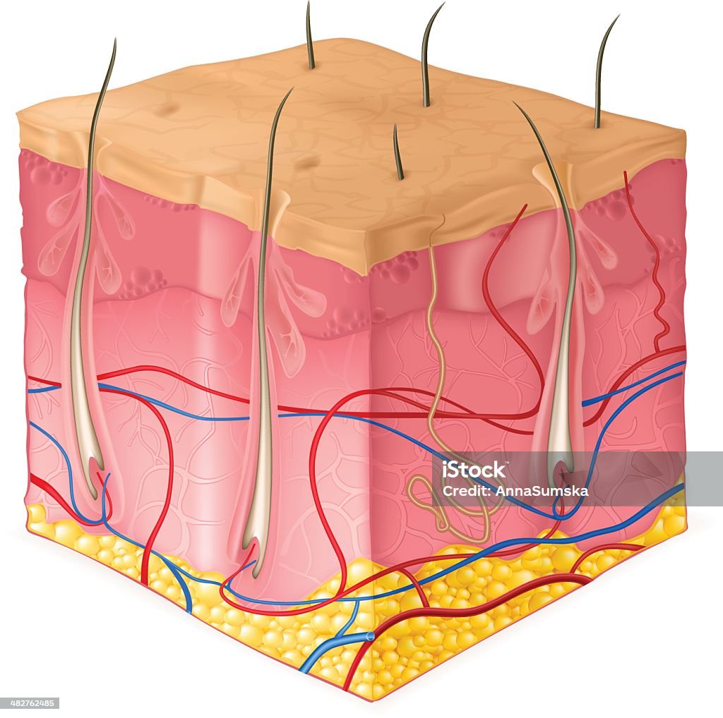 Estructura de la piel - arte vectorial de Corte transversal libre de derechos