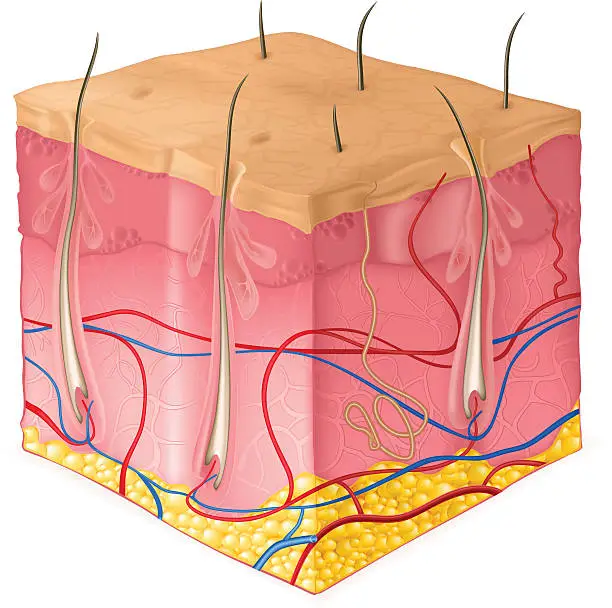 Vector illustration of Structure of the skin