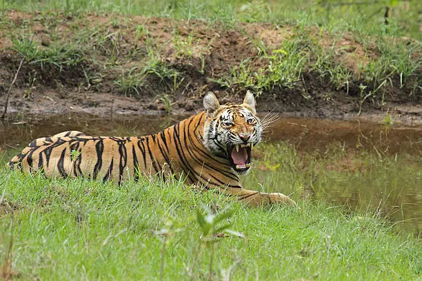Flehmen Response of a Royal Bengal Tiger taken in Tadoba National Park India.