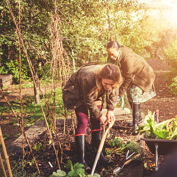 istock gardening volunteer woman 482762669