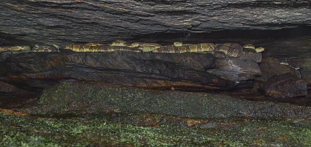 内側、ラトルスネーク書斎 - timber rattlesnake ストックフォトと画像