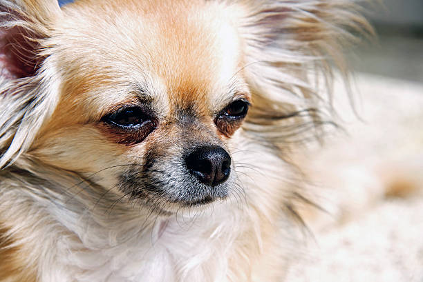 istock Longhaired Chihuahua Puppy 482763401