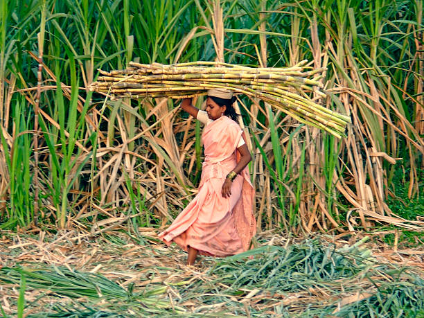 Workers seen creating long columns of rice before walking along and spreading the piles with their feet and rakes. Drying of paddy grains is one of the most important step before sending them to Rice mill. By reducing the moisture level of the grain, the risk of bacteria is being kept to the minimum for storage. (