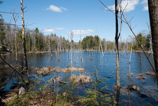 High resolution image of a fresh water marsh in New England.
