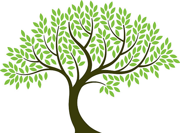 벡터 일러스트레이션 흰색 배경의 나무 - tree root environment symbol stock illustrations