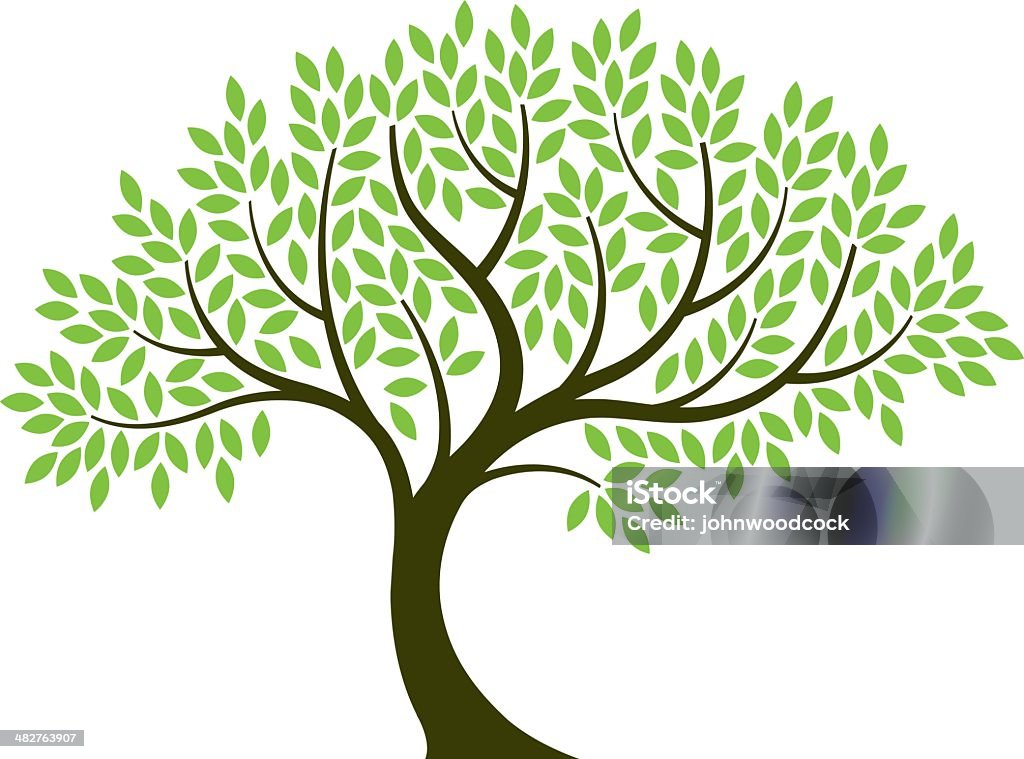 Vector illustration of tree on white background Simple vector illustration of a graphic tree.  The tree has a brown curved trunk with branches growing in a generally upward diagonal direction.  The tree trunk is largest at the base.  Five primary branches grow directly from the trunk.  Six secondary branches grow from three of the main branches. Seven twigs grow from secondary branches.  Each leaf is of similar size, shape and color.   Each leaf is elliptically shaped with pointed ends.  Many individual green leaves are placed among the branches and twigs, but do not touch the branches directly.  The background is white. Tree stock vector