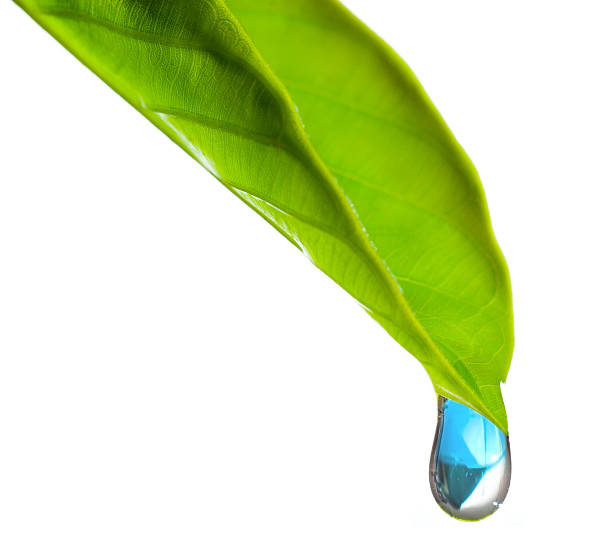 istock drop of water on a green leaf 482764023