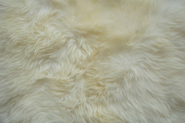 istock Cream-coloured fur carpet background 482764329