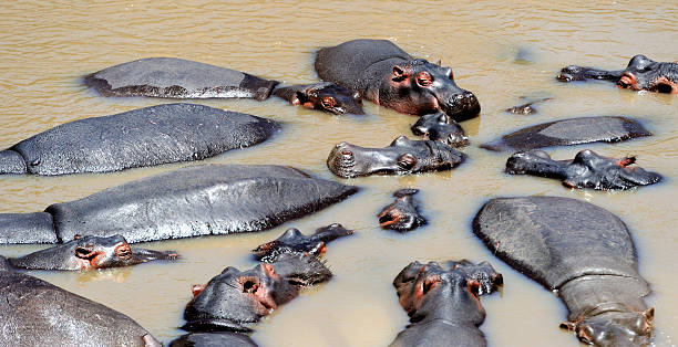 hipopotam - hippopotamus amphibian sleeping hippo sleeping zdjęcia i obrazy z banku zdjęć