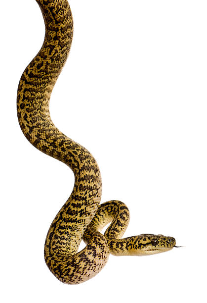 Morelia spilota variegata, a subspecies of python, against white background
