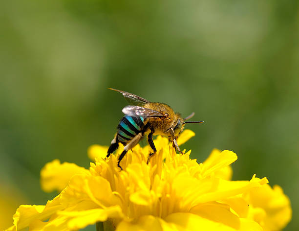 istock Close up Bee on yellow flower 482765127