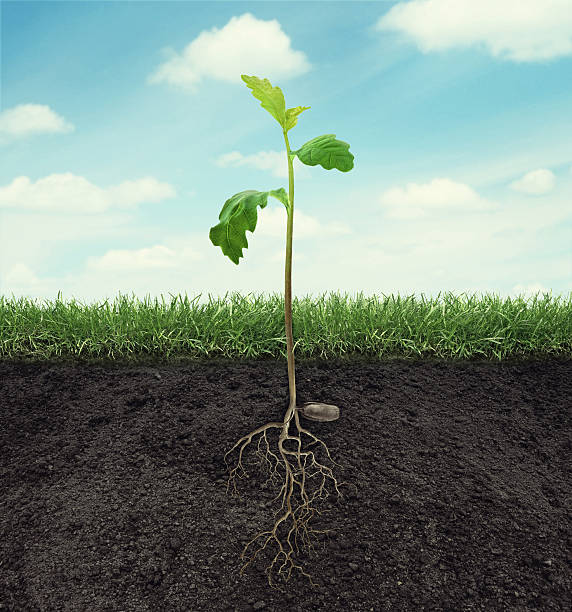 sprout of oak with root in ground at sky background