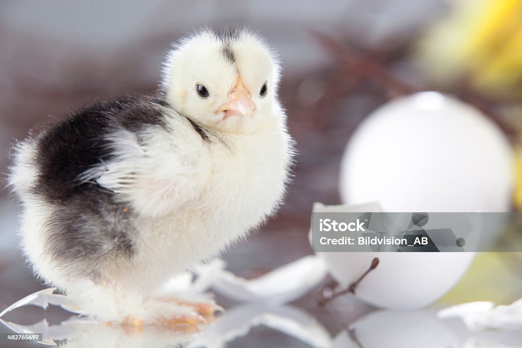 New hatch chicken standing next to egg shells.GN New hatch chicken standing next to egg shells with a branch with yellow feathers.GN Agriculture Stock Photo