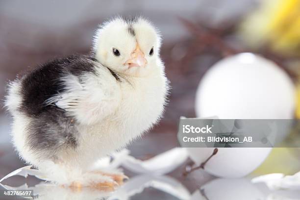 New Hatch Chicken Standing Next To Egg Shellsgn Stock Photo - Download Image Now - Agriculture, Animal, Animal Body Part