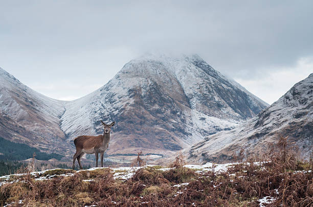 Glen Etive deer, Scottish Highlands