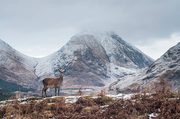 Glen Etive deer, Scottish Highlands Lone deer in Glen Etive, Scotland, with Buachaille Etive Mor in the background glen etive photos stock pictures, royalty-free photos & images