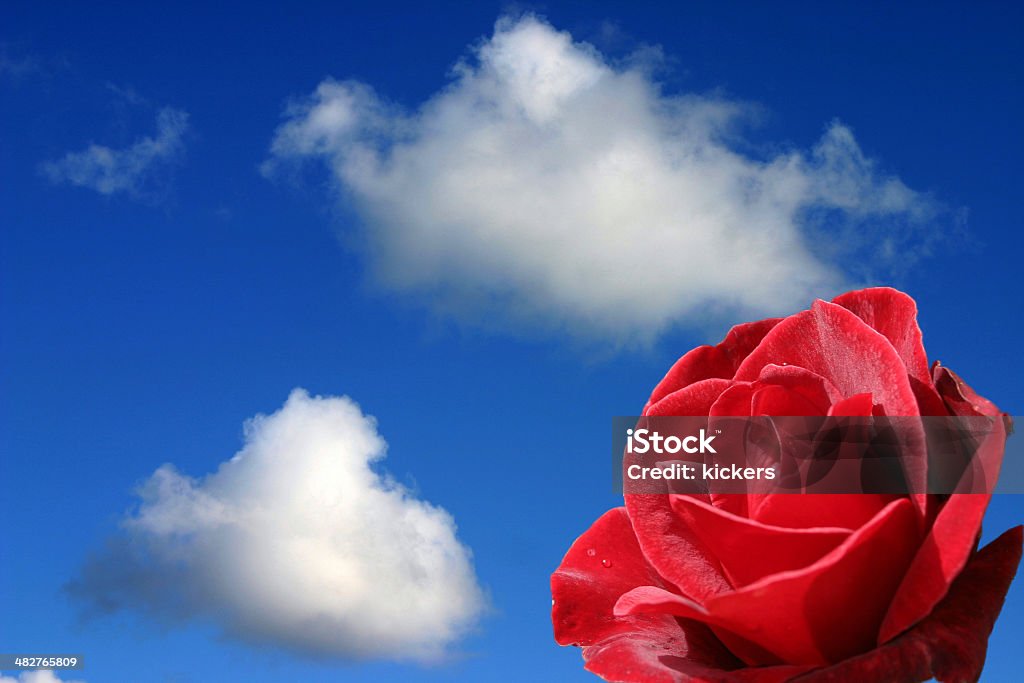 Rose et bleu ciel - Photo de Amour libre de droits