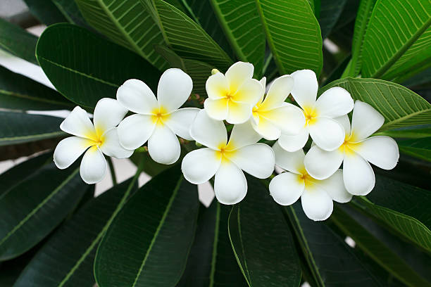 białe kwiaty frangipani - scented asia asian culture bunch zdjęcia i obrazy z banku zdjęć
